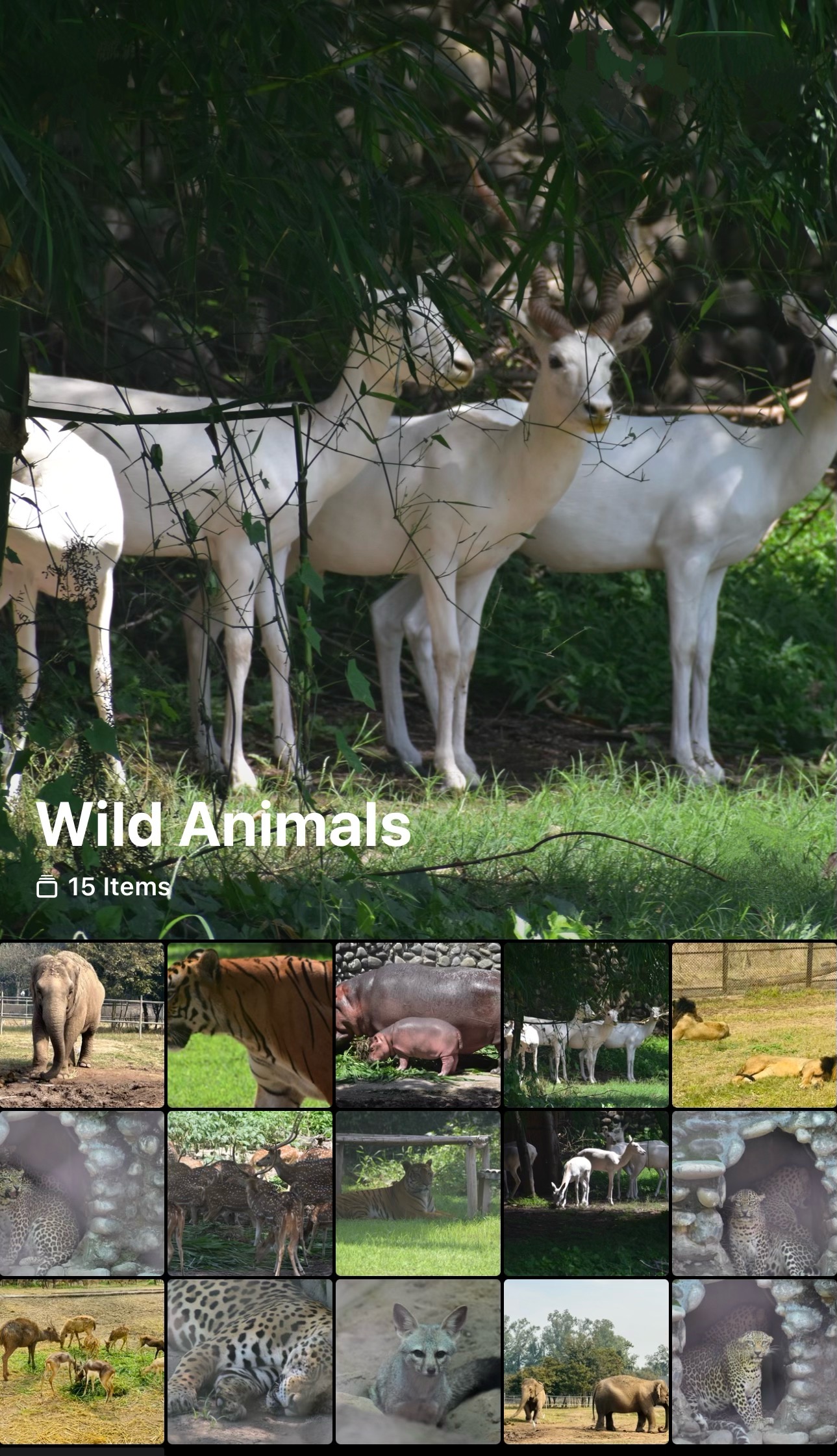 Wild Animals Photo Collection