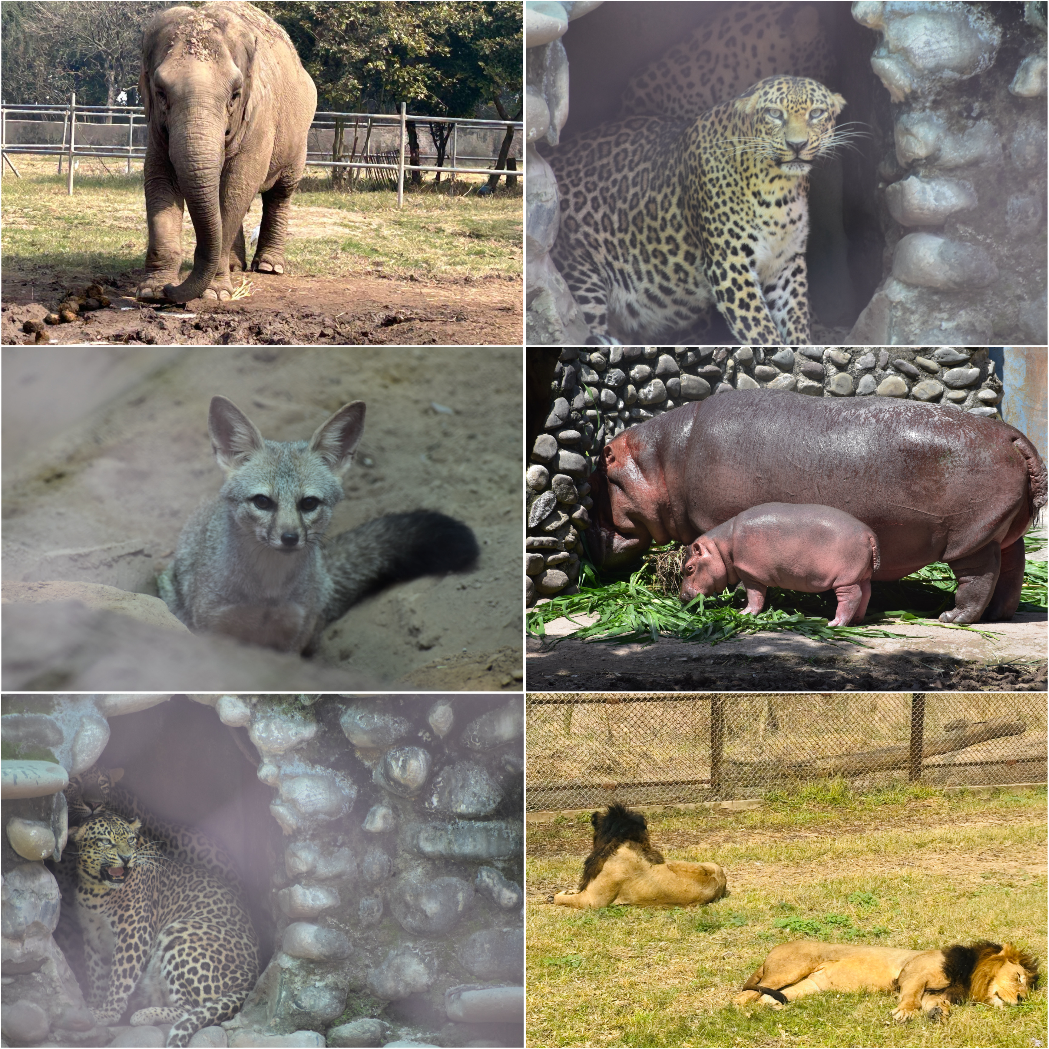 Wild Animals Photo Collection