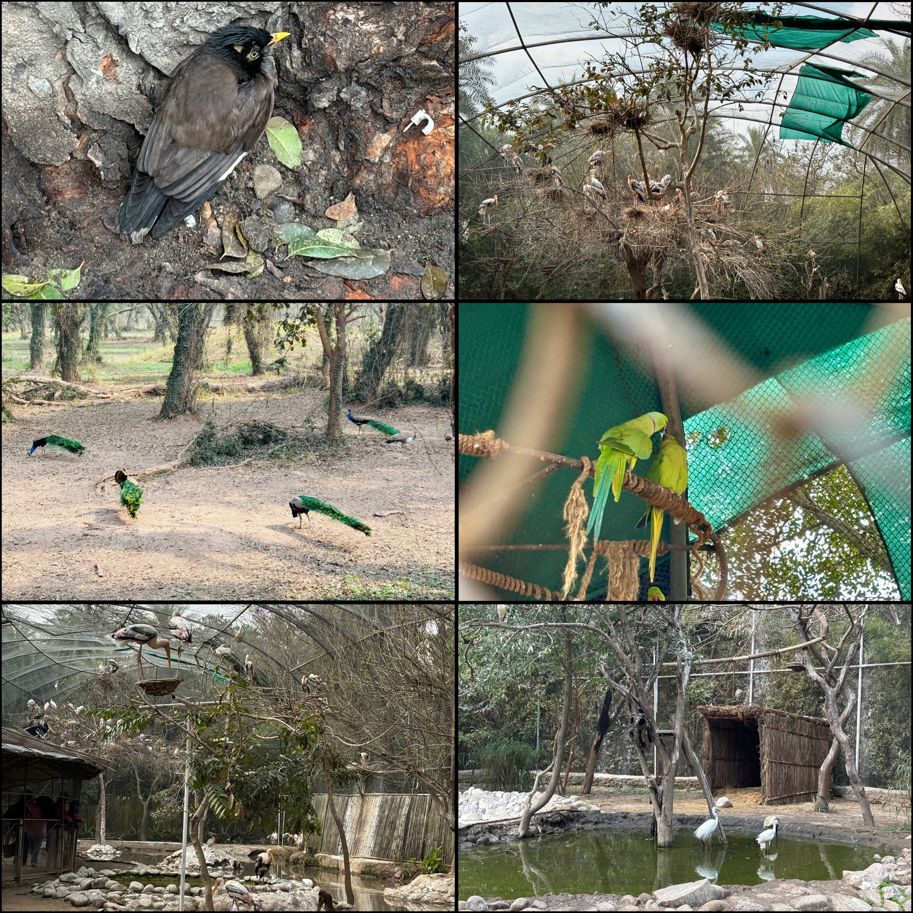 Exotic Birds Collection