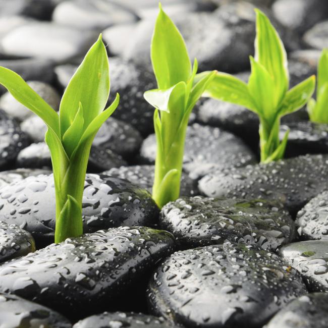 12 HR-Life Skills/Thinking for Change-Pay Each Class Fee $75