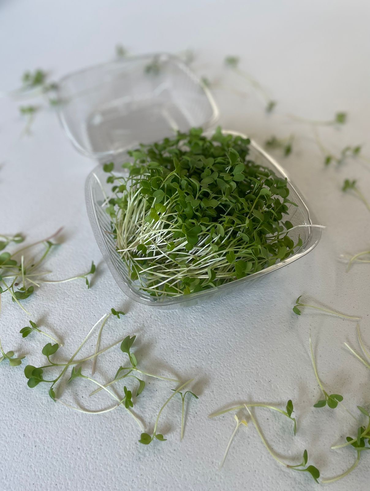 Microverdes de Coentro