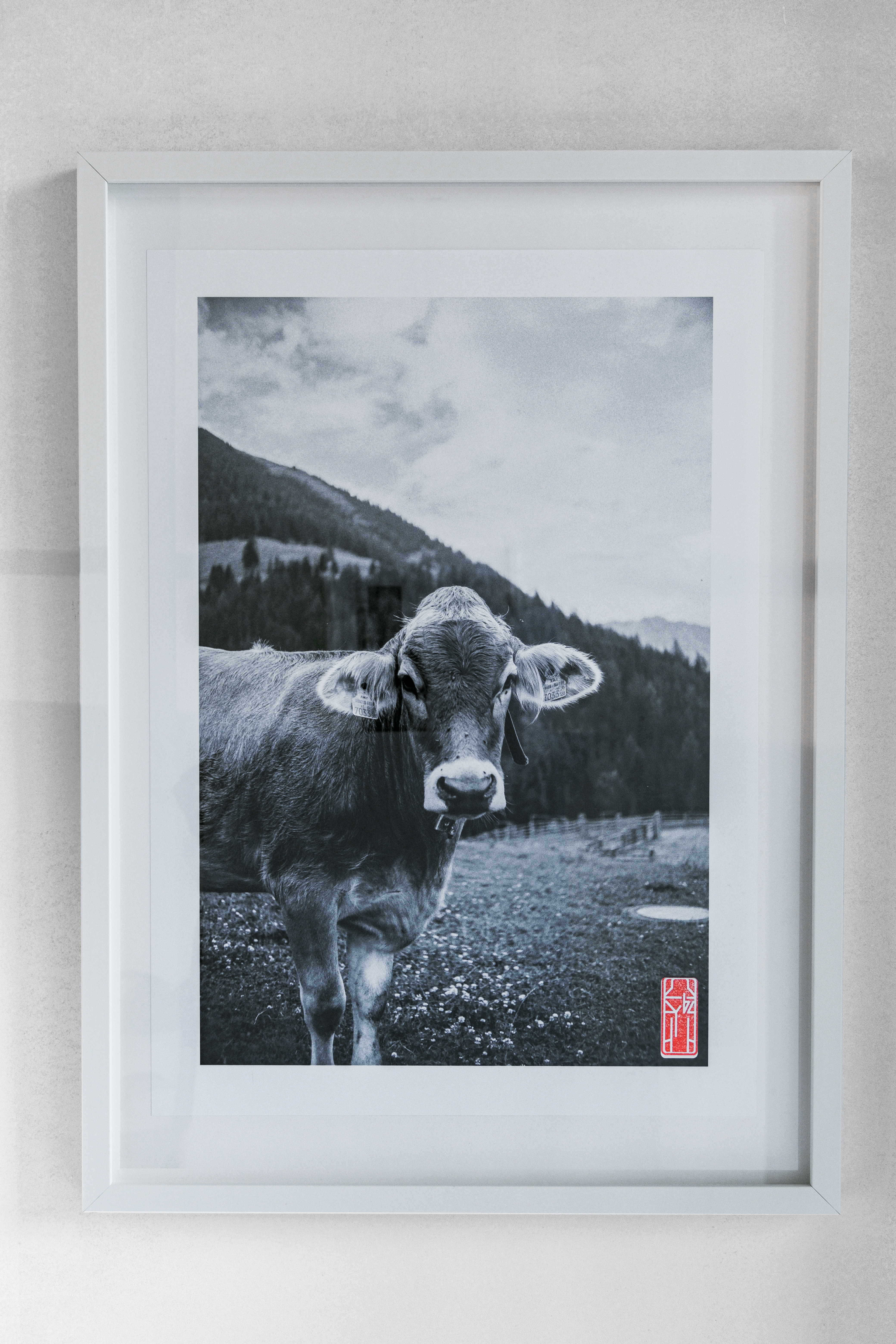 Curious Cow - Randevu