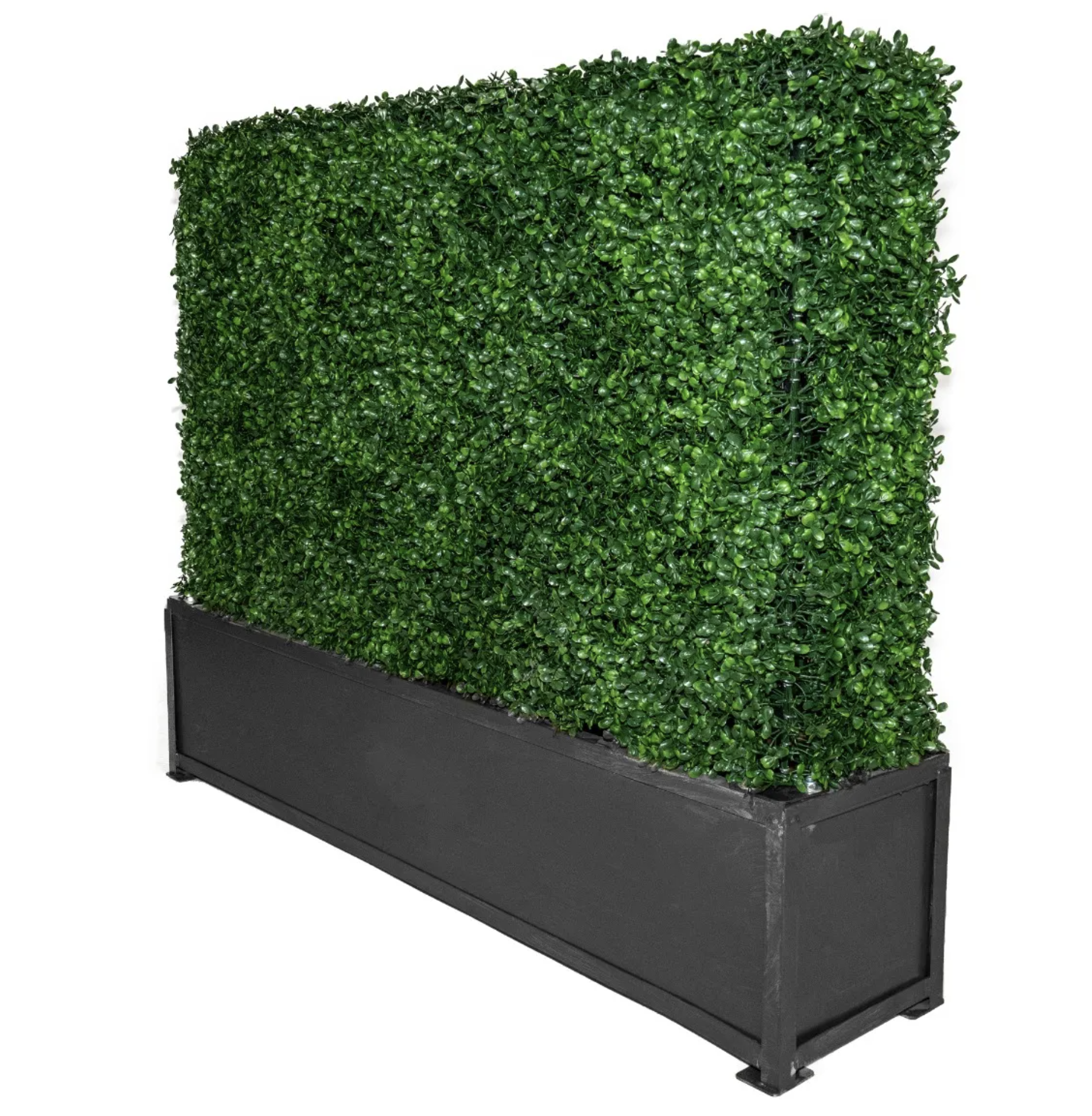 Boxwood Hedge 3'H with Planter