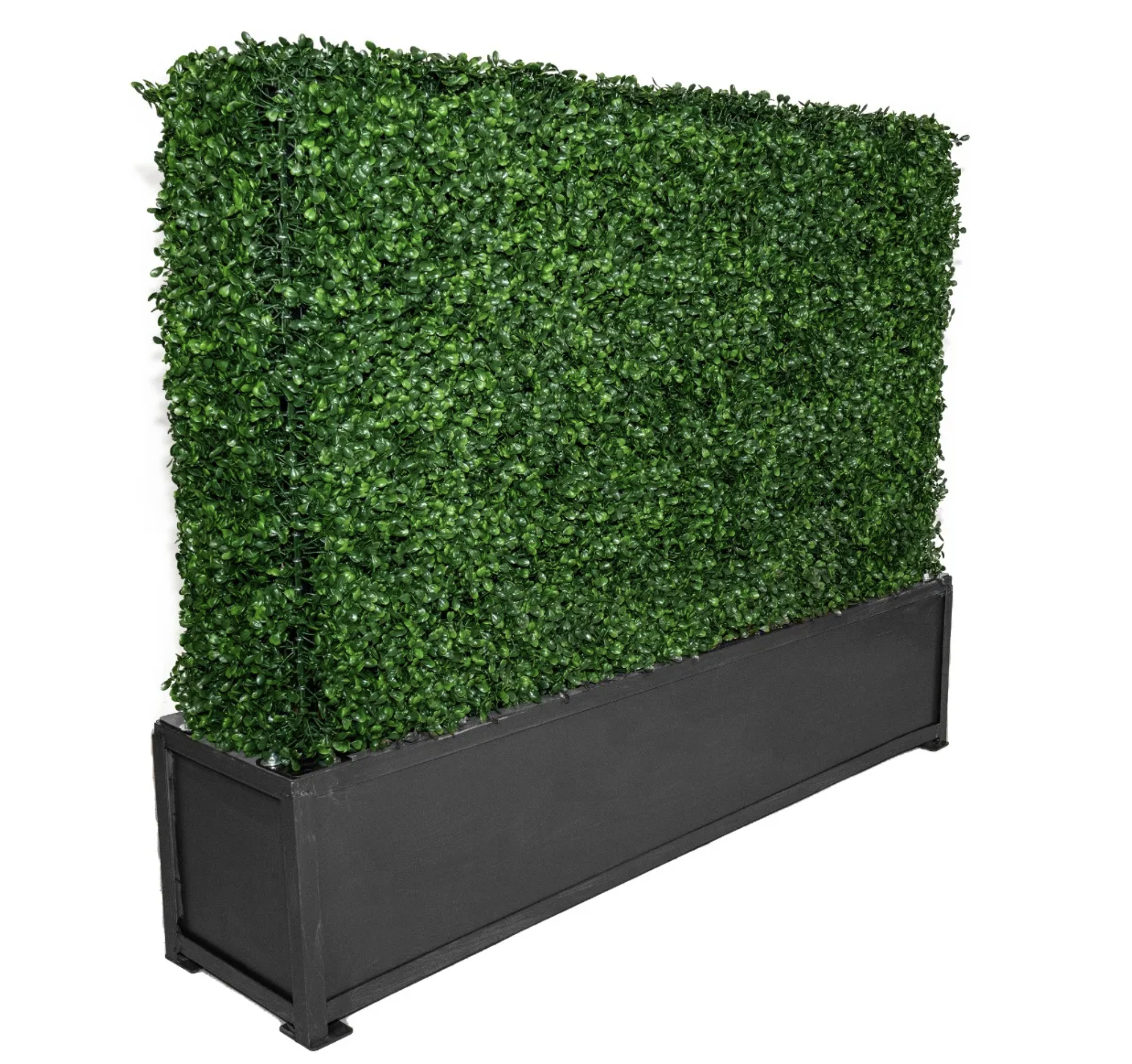 Boxwood Hedge 3'H with Planter