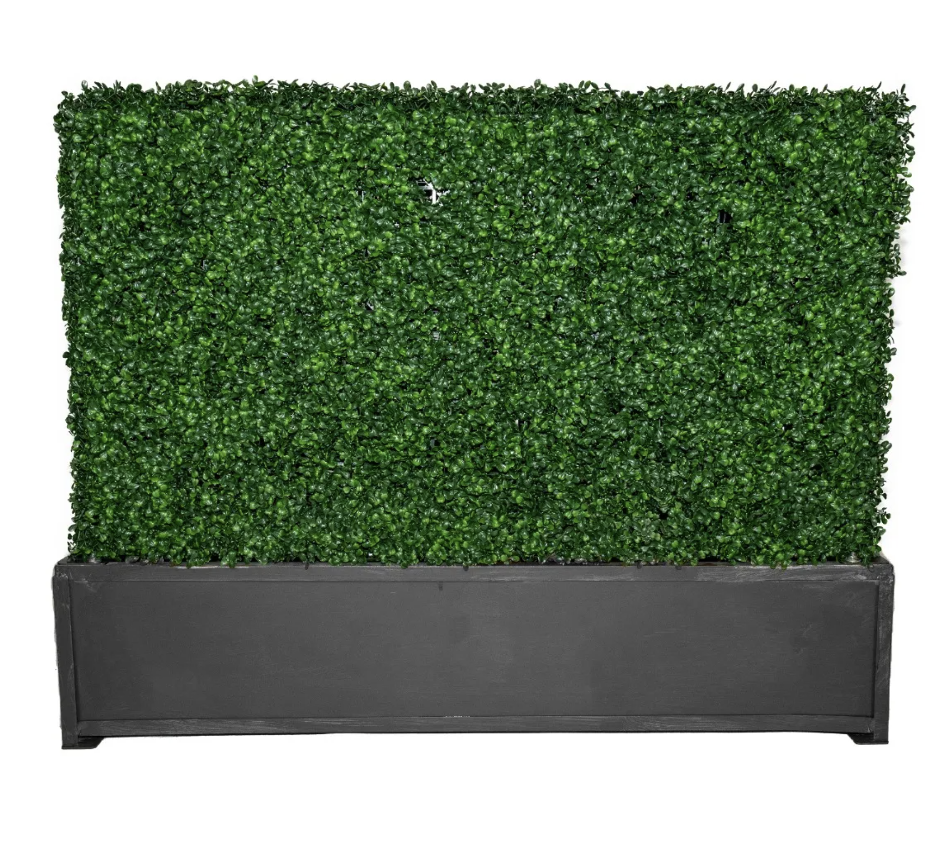 Boxwood Hedge 3'H with Planter
