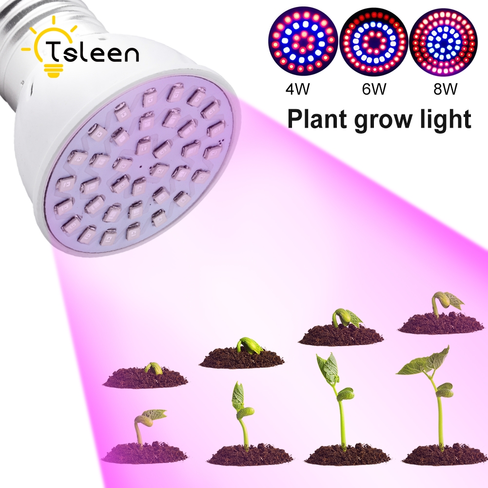 Indoor LAMP for flowering