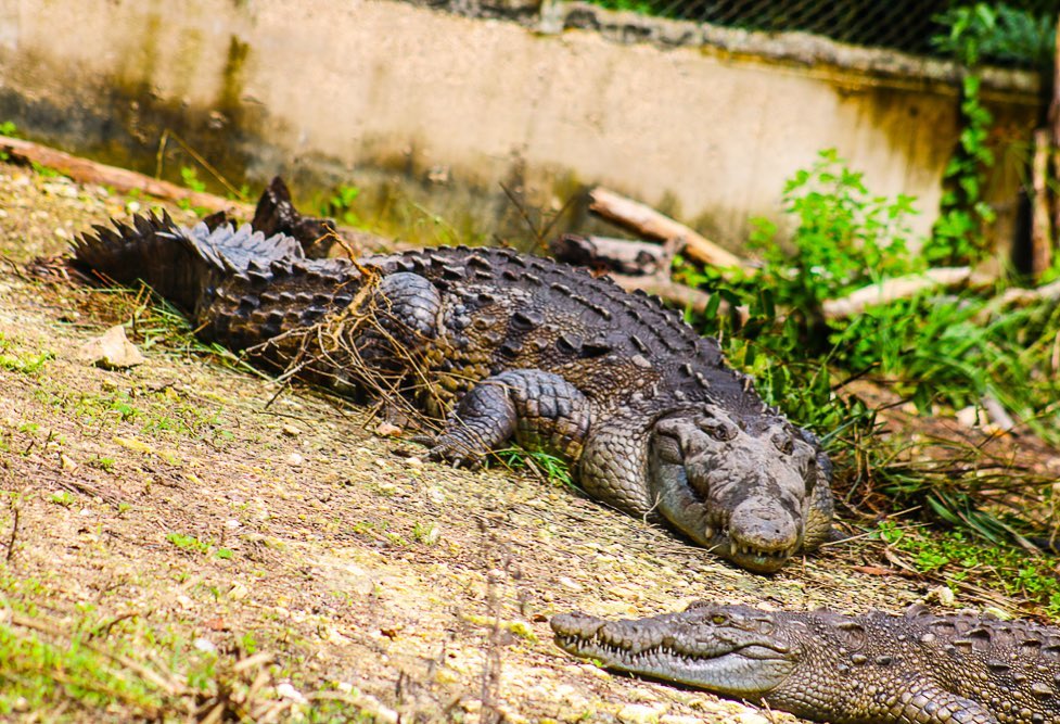 Jamaica Swamp Safari Village