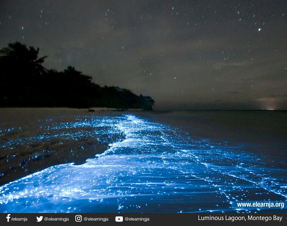 Luminous Lagoon (Night Tour)