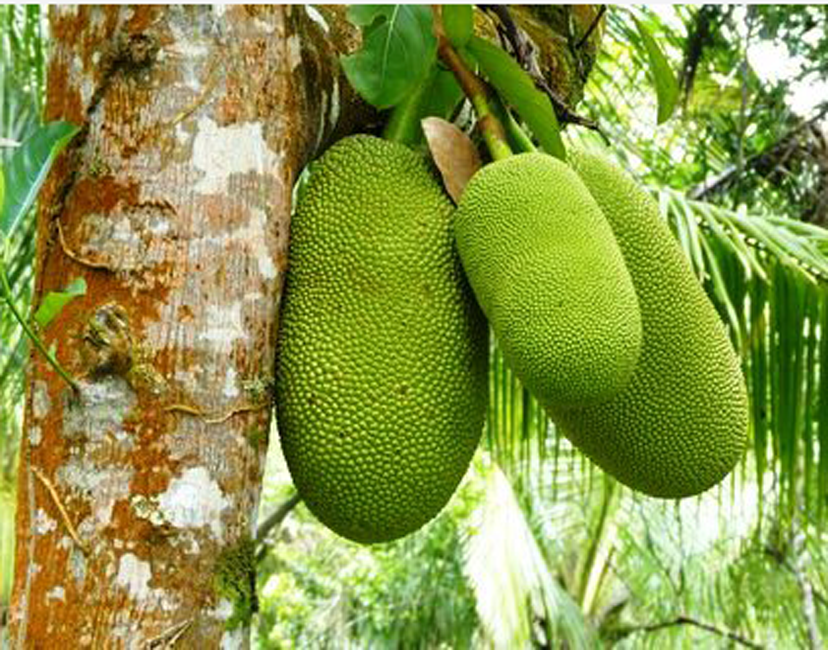 Sun Valley Plantation