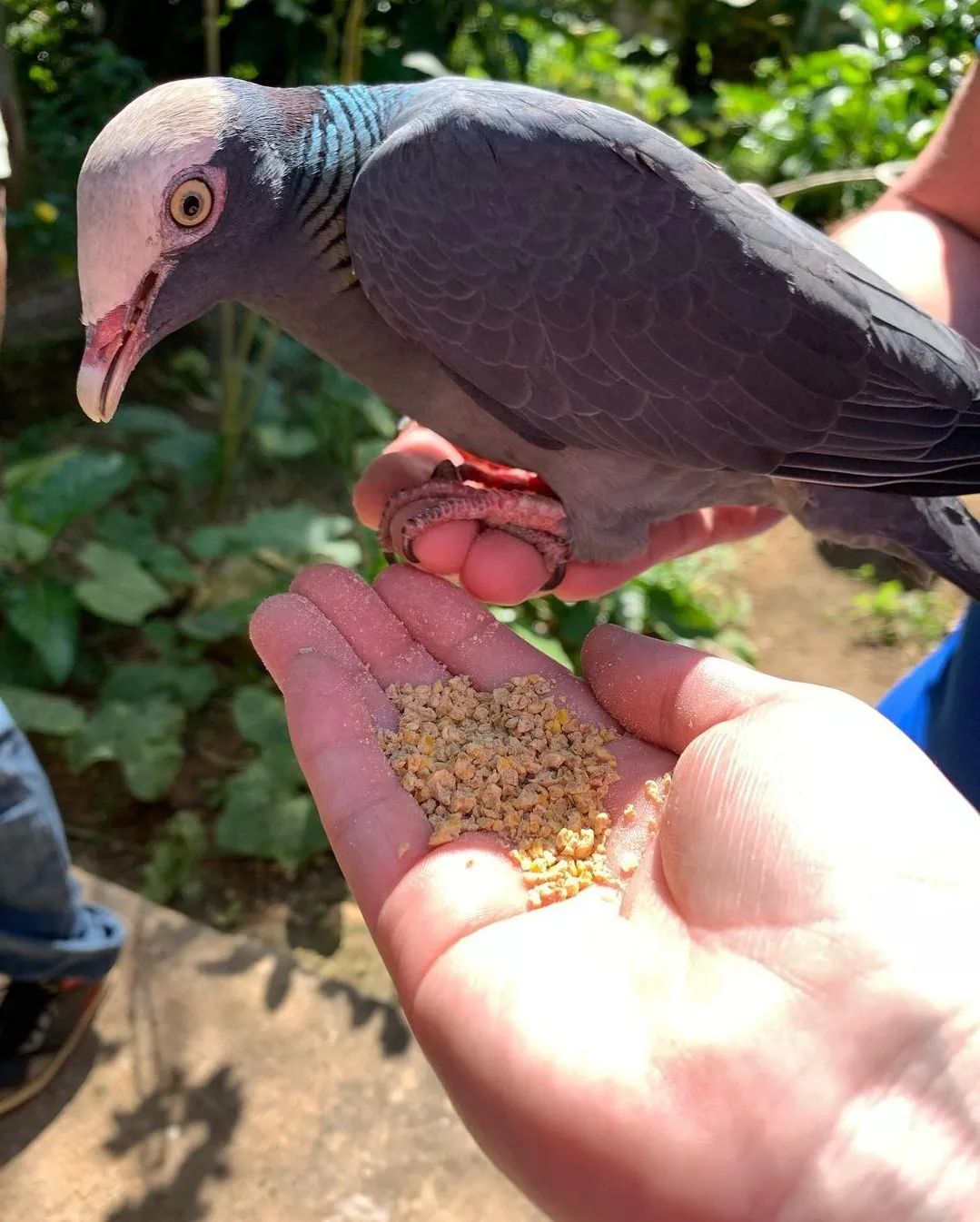 Jamaica Swamp Safari Village