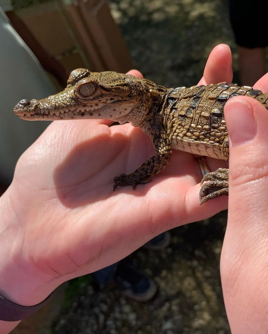 Jamaica Swamp Safari Village