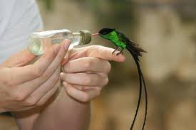 ROSE HALL GREAT HOUSE & BIRD SANCTUARY TOUR – MONTEGO BAY