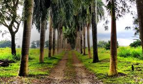 HAMPDEN ESTATE RUM TOUR – FROM FALMOUTH