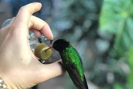 ROSE HALL GREAT HOUSE & BIRD SANCTUARY TOUR – MONTEGO BAY