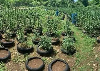 Weed Tour, Sightseeing and Beach Experience in Montego Bay