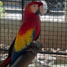 ROSE HALL GREAT HOUSE & BIRD SANCTUARY TOUR – MONTEGO BAY