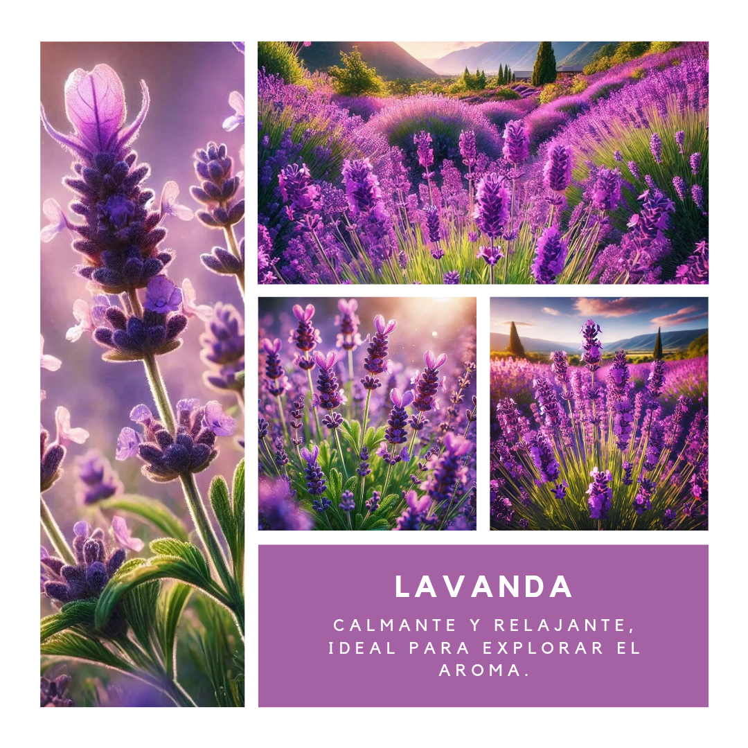 Matices cromáticos de 8 Plantas Aromáticas 
