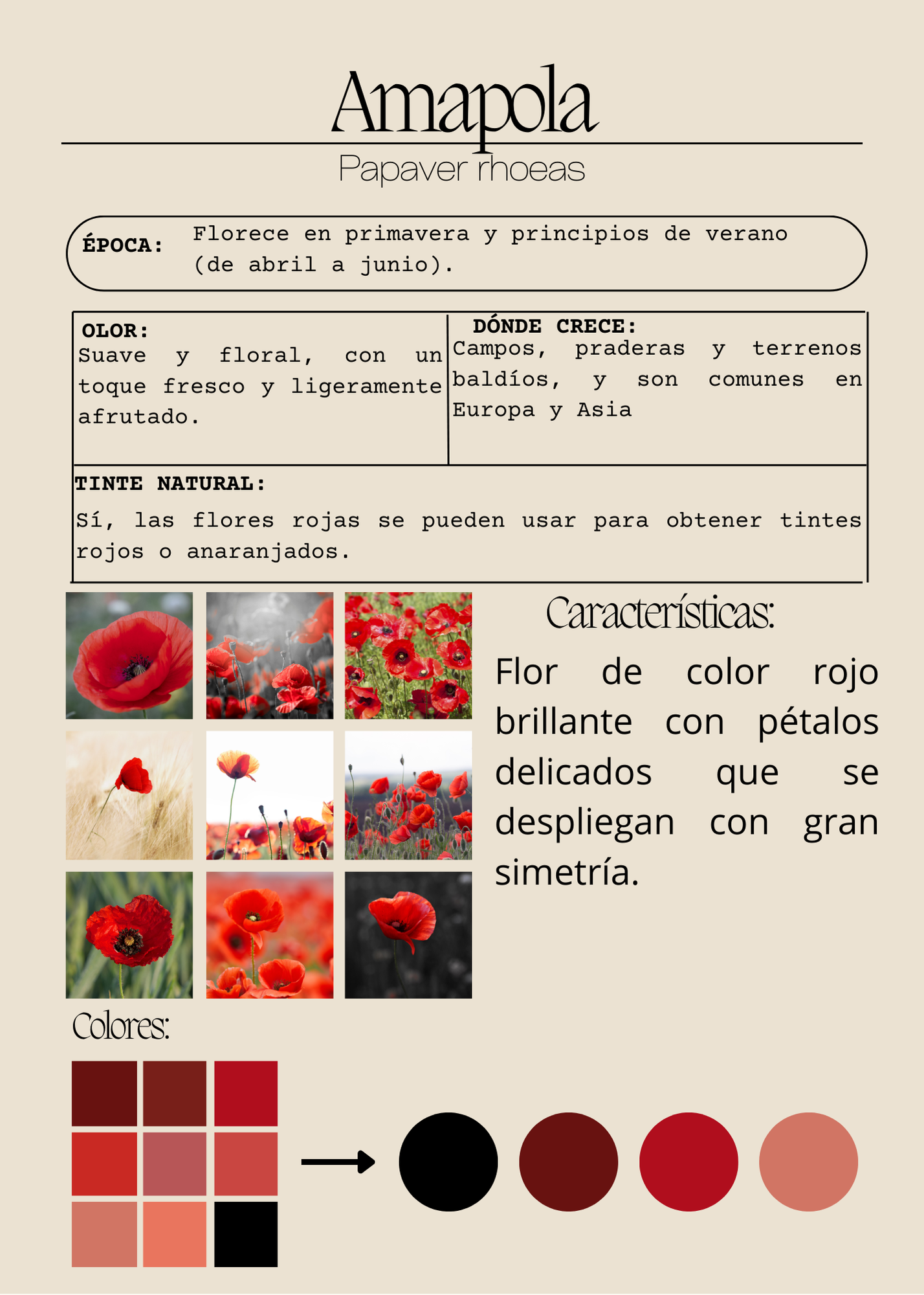 20 Flores silvestres