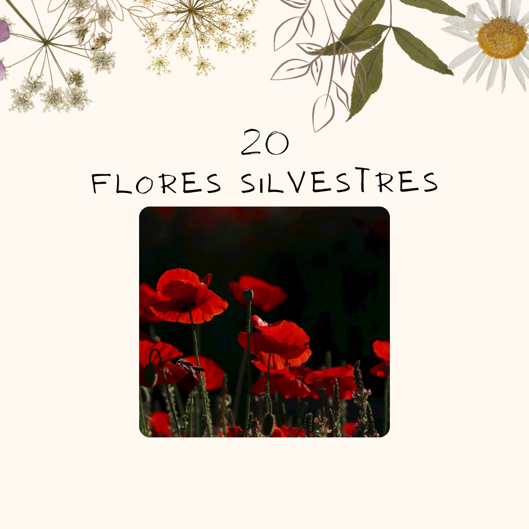 20 Flores silvestres