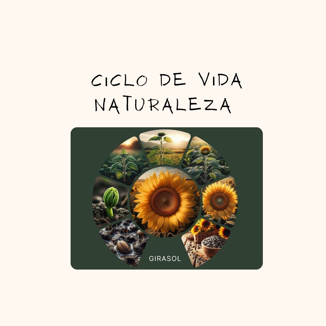 Ciclo de vida de la naturaleza