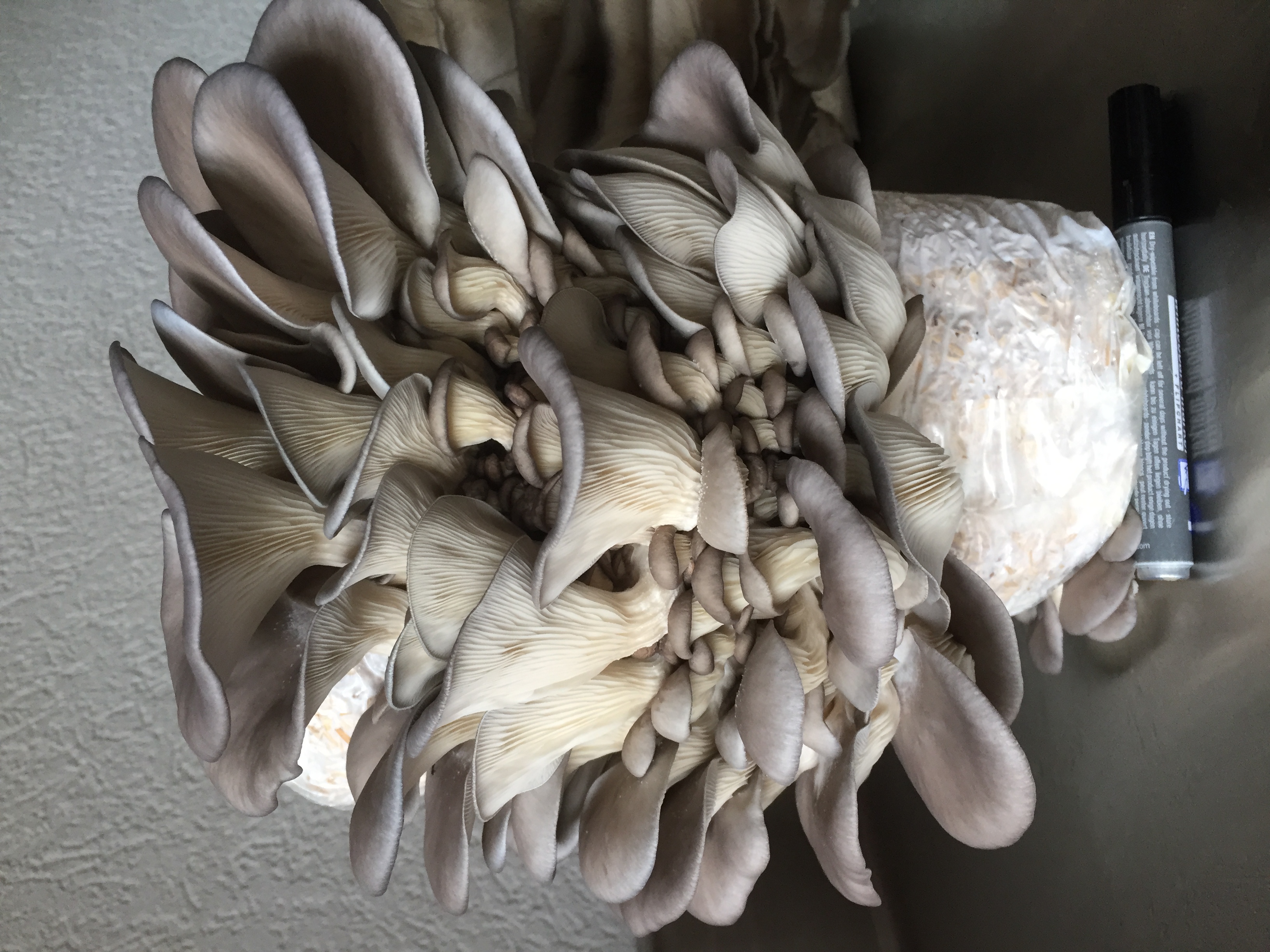 Mycélium de Pleurotes gris (Pleurotus ostreatus)