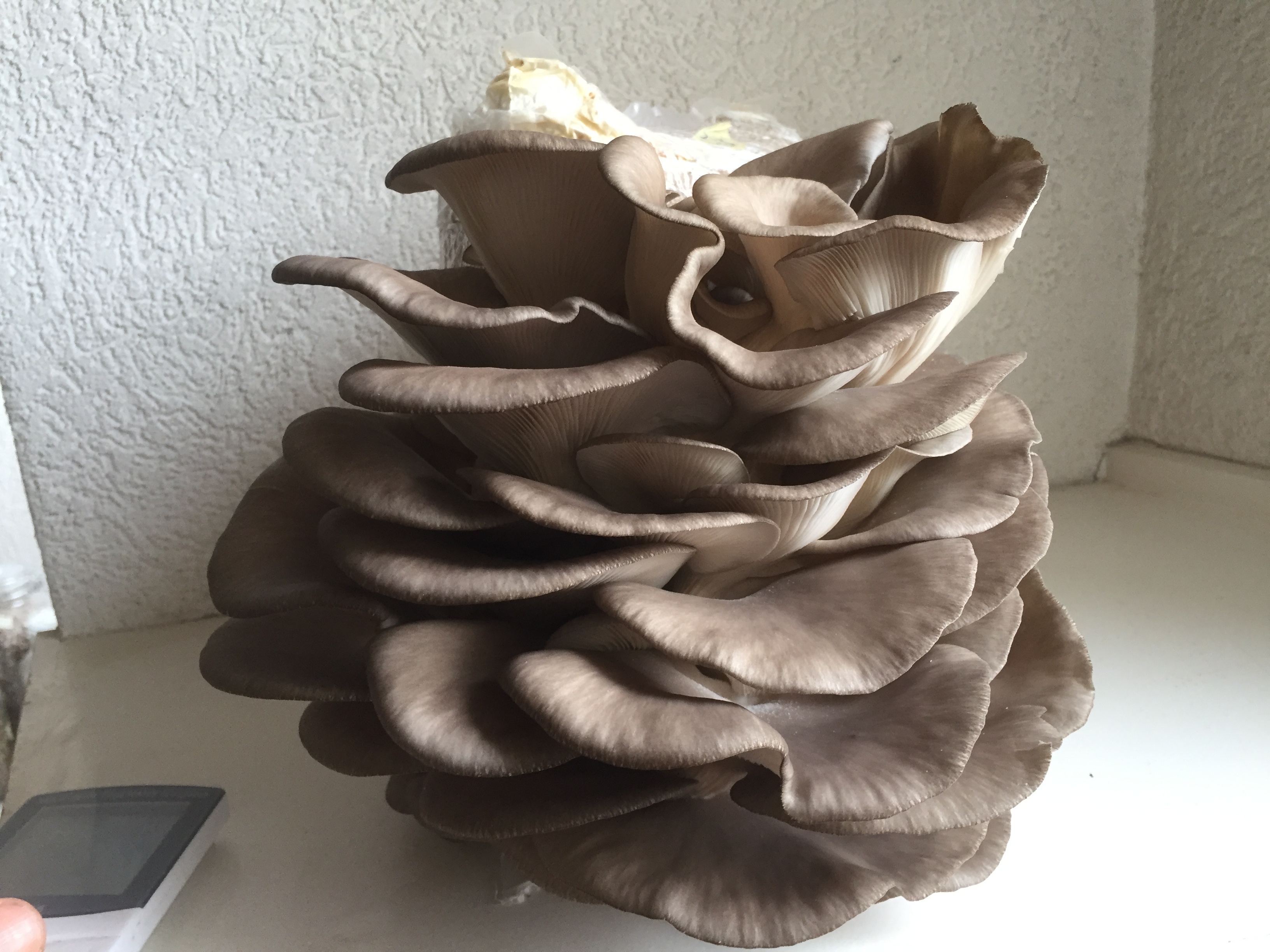Mycélium de Pleurotes gris (Pleurotus ostreatus)