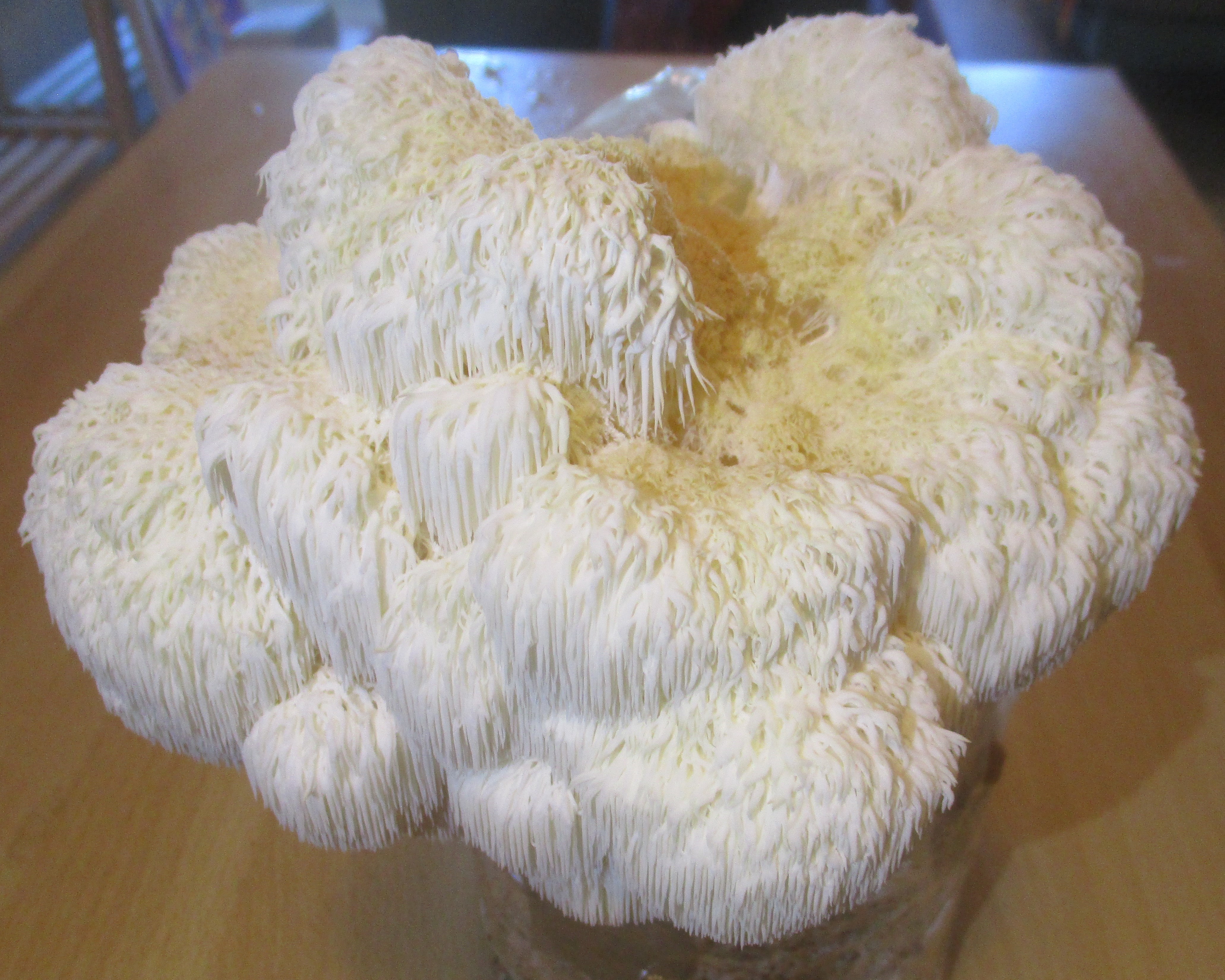 Mycélium de champignon hérisson (Lion's Mane) (Hericium erinaceus)