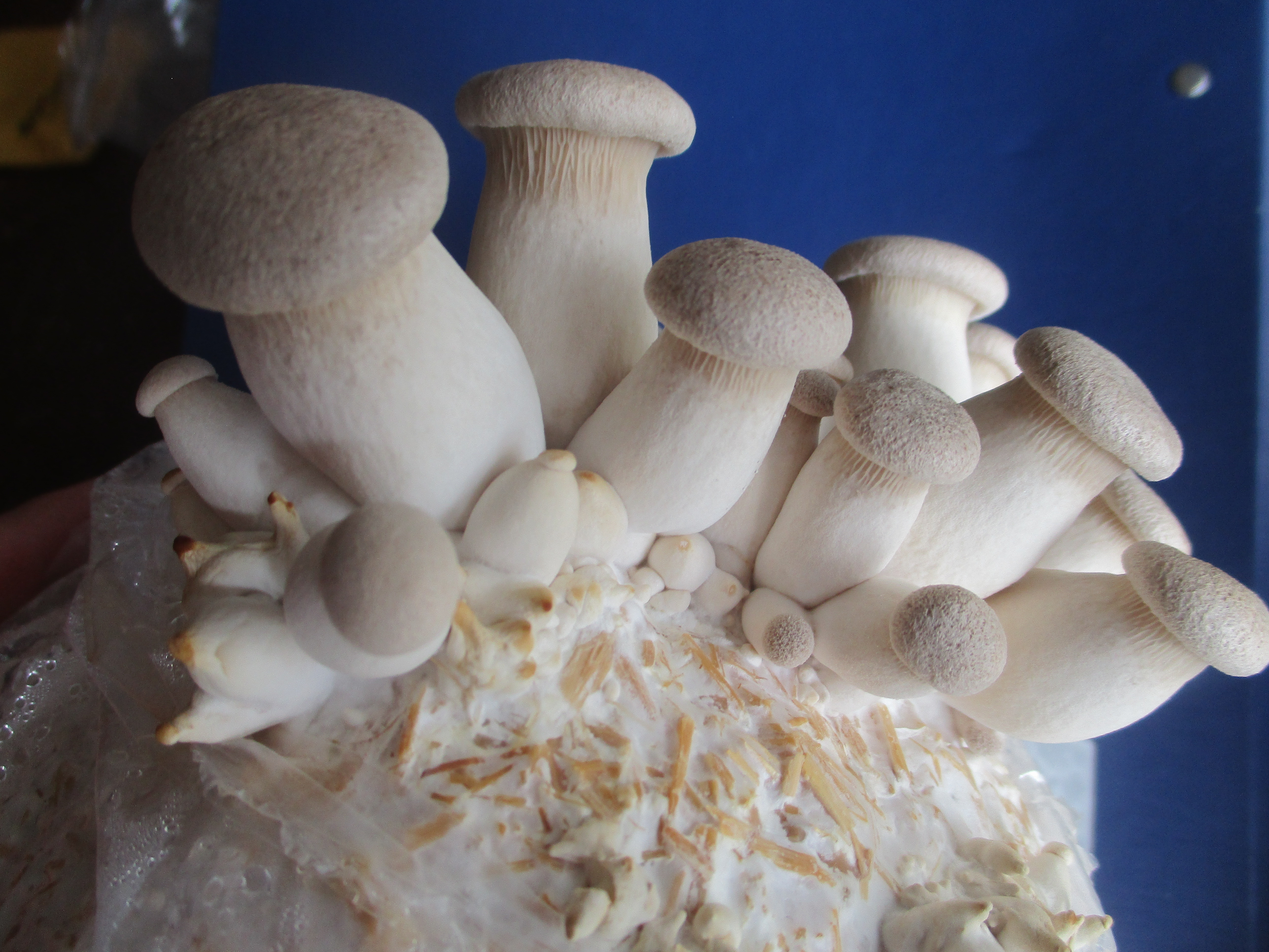 Mycélium de Pleurotes du Panicaut (Pleurotus eryngii)