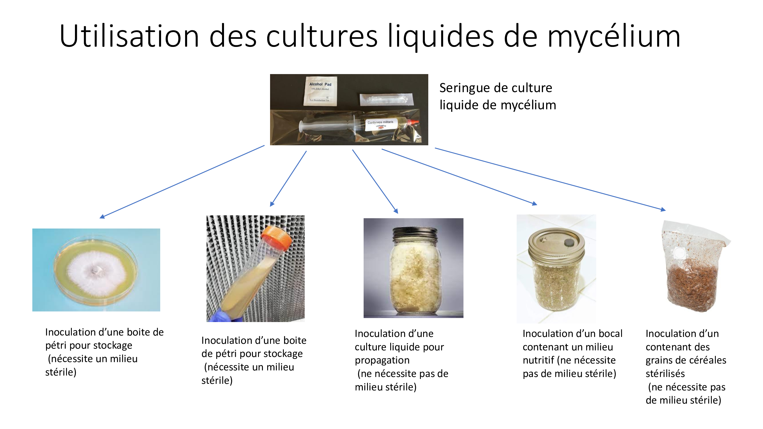 Mycélium de Pleurotes du Panicaut (Pleurotus eryngii)