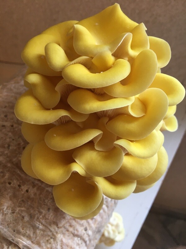 Mycélium de Pleurotes jaunes (Pleurotus citrinopileatus)