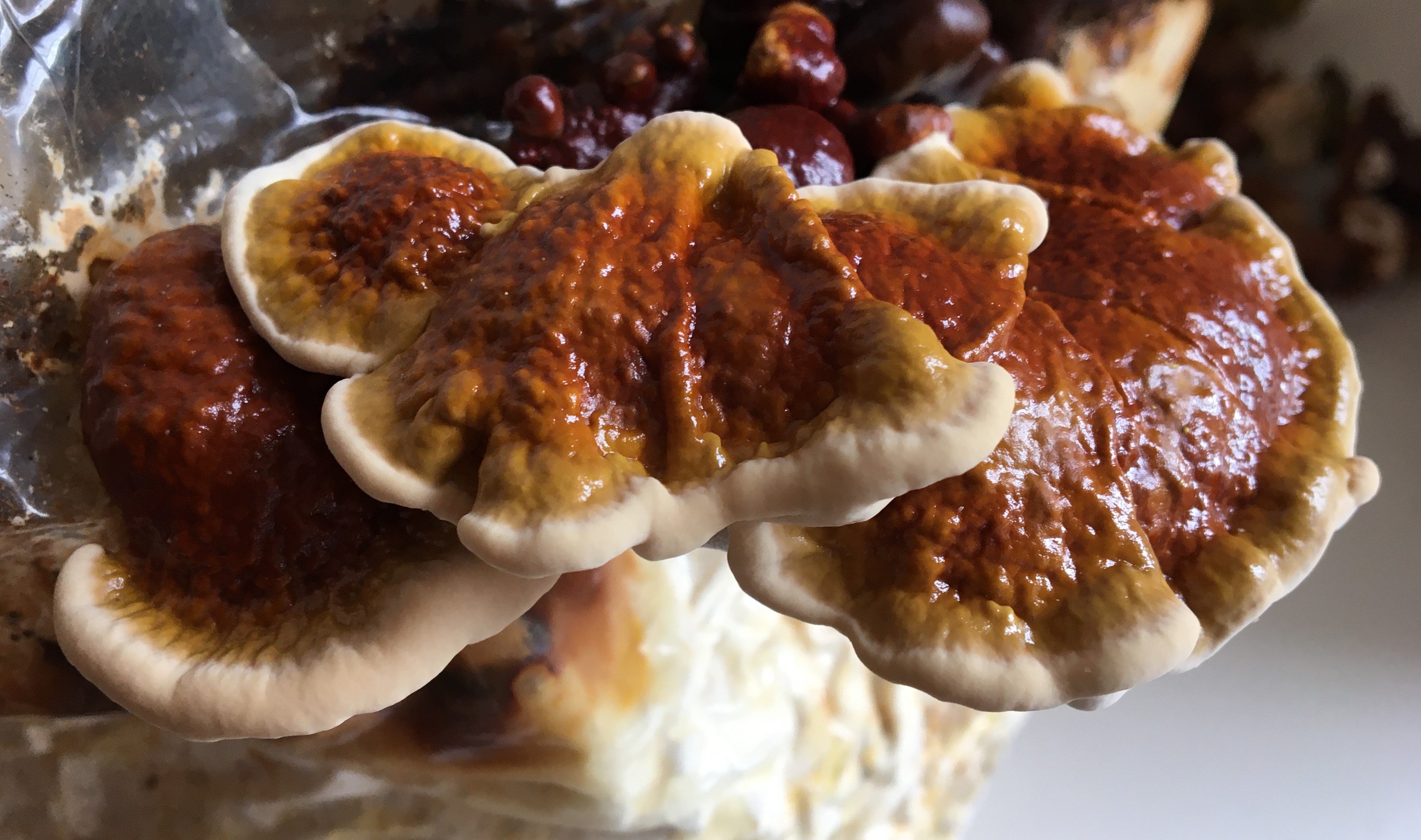 Mycélium de Reishi (Ganoderma lucidum)
