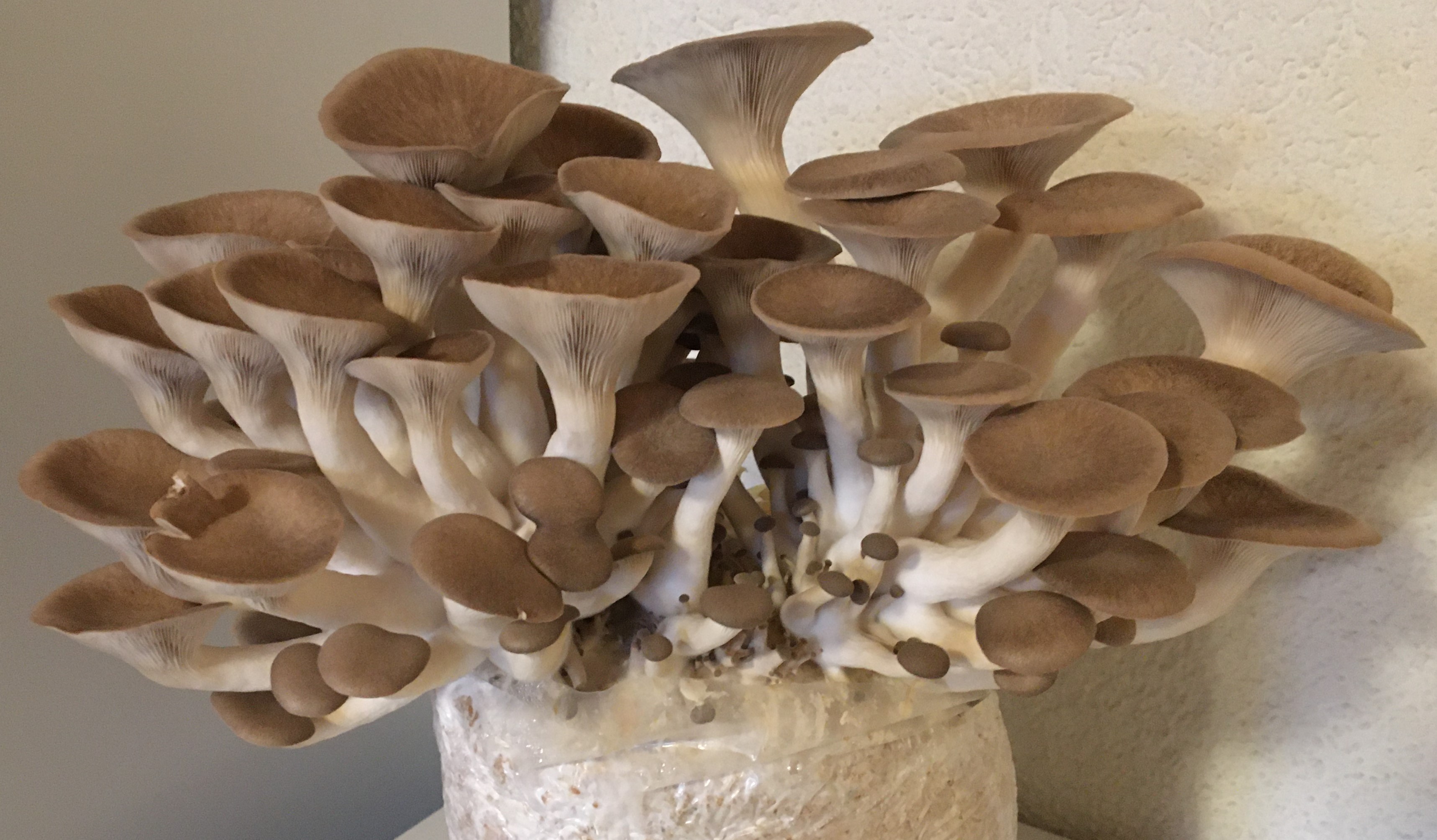 Mycélium de Pleurotes Perles Noires (Black Pearl) (P) (Pleurotus Ostreatus x eryngii)