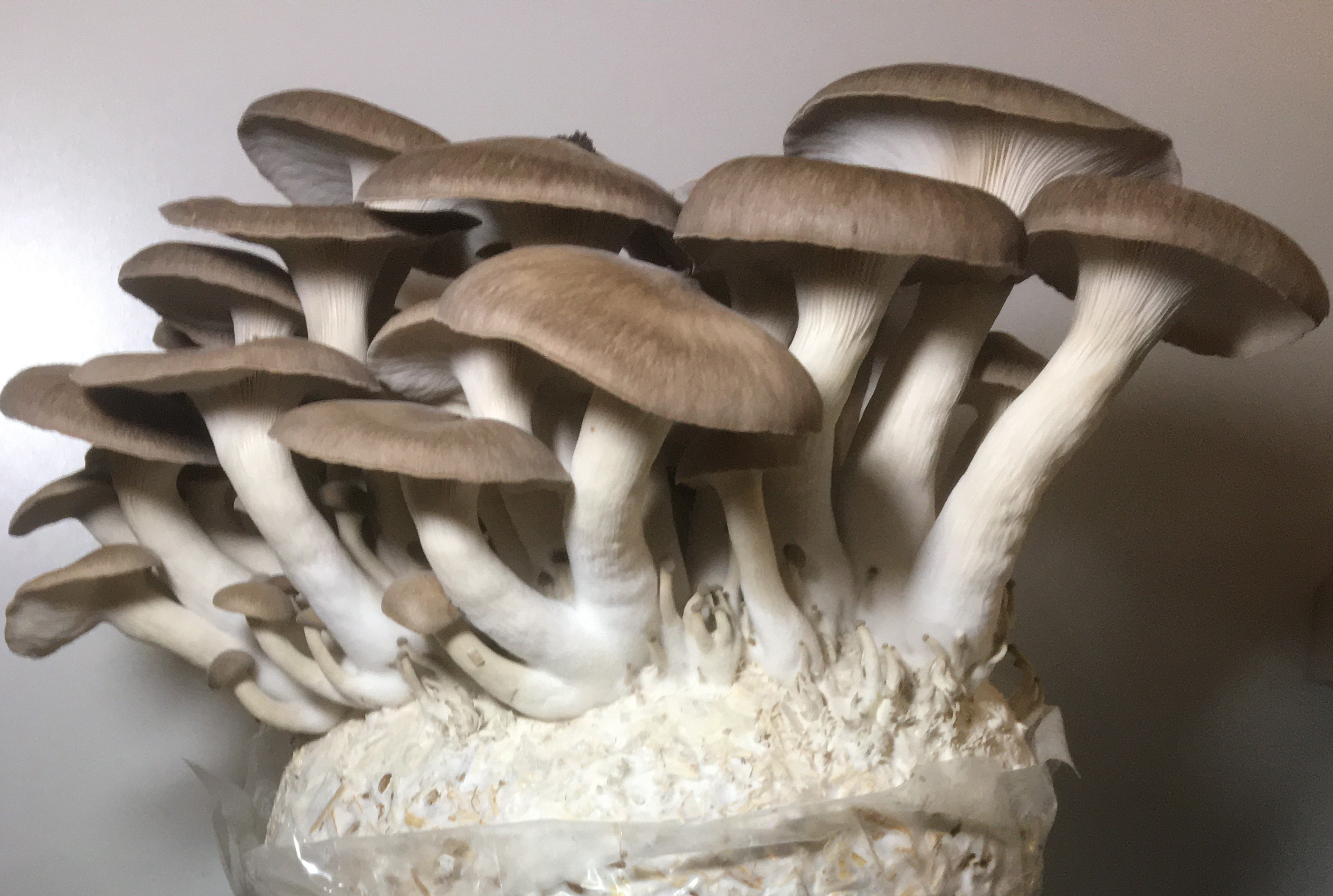 Mycélium de Pleurotes Perles Noires (Black Pearl) (P) (Pleurotus Ostreatus x eryngii)