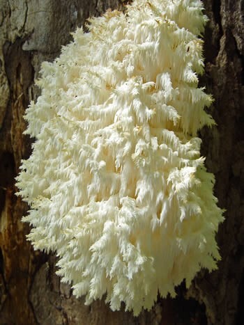 Mycélium de Champignons corail (Hericium coralloides)