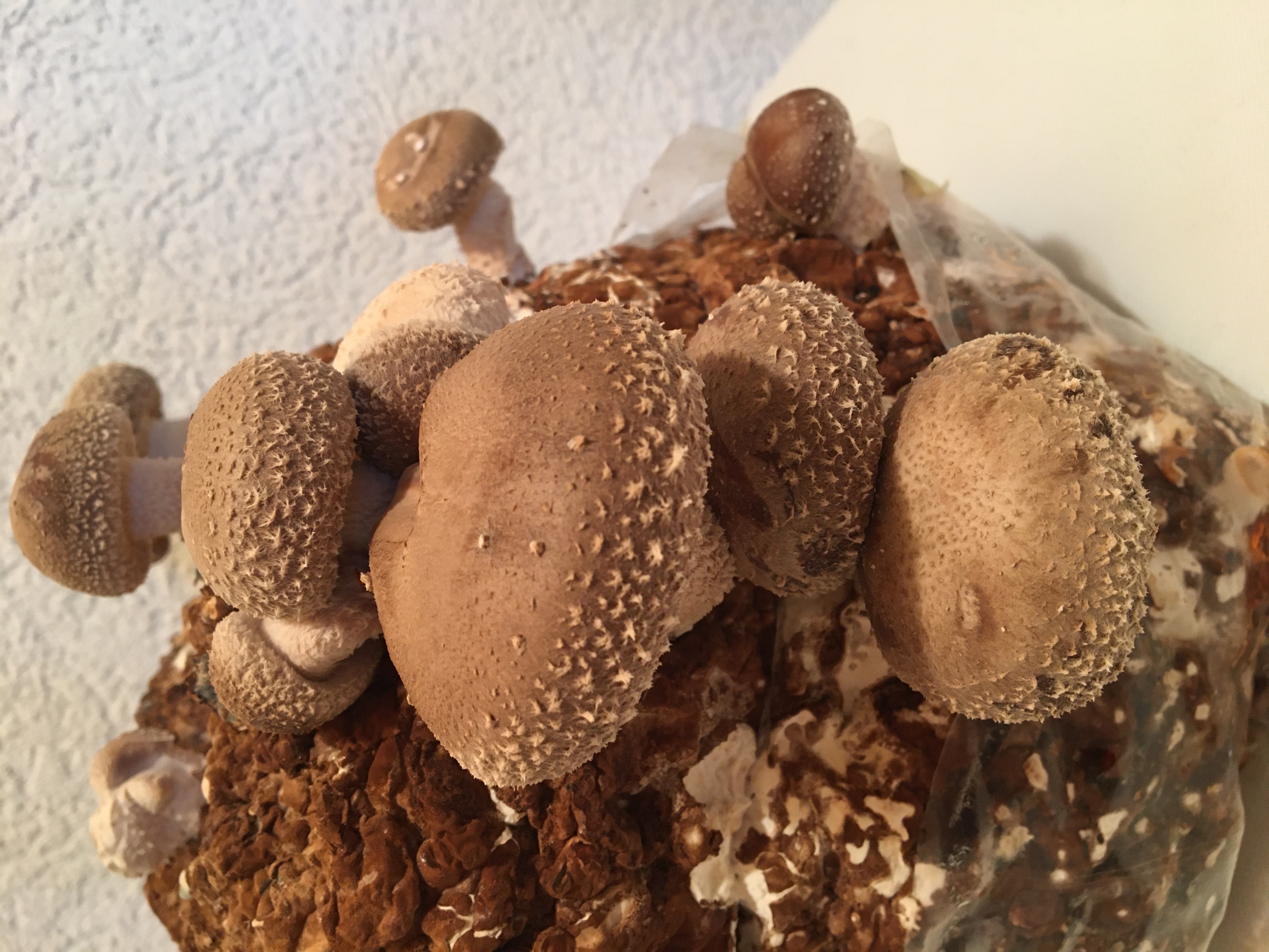 Mycélium de Shiitake (Lentinula edodes)