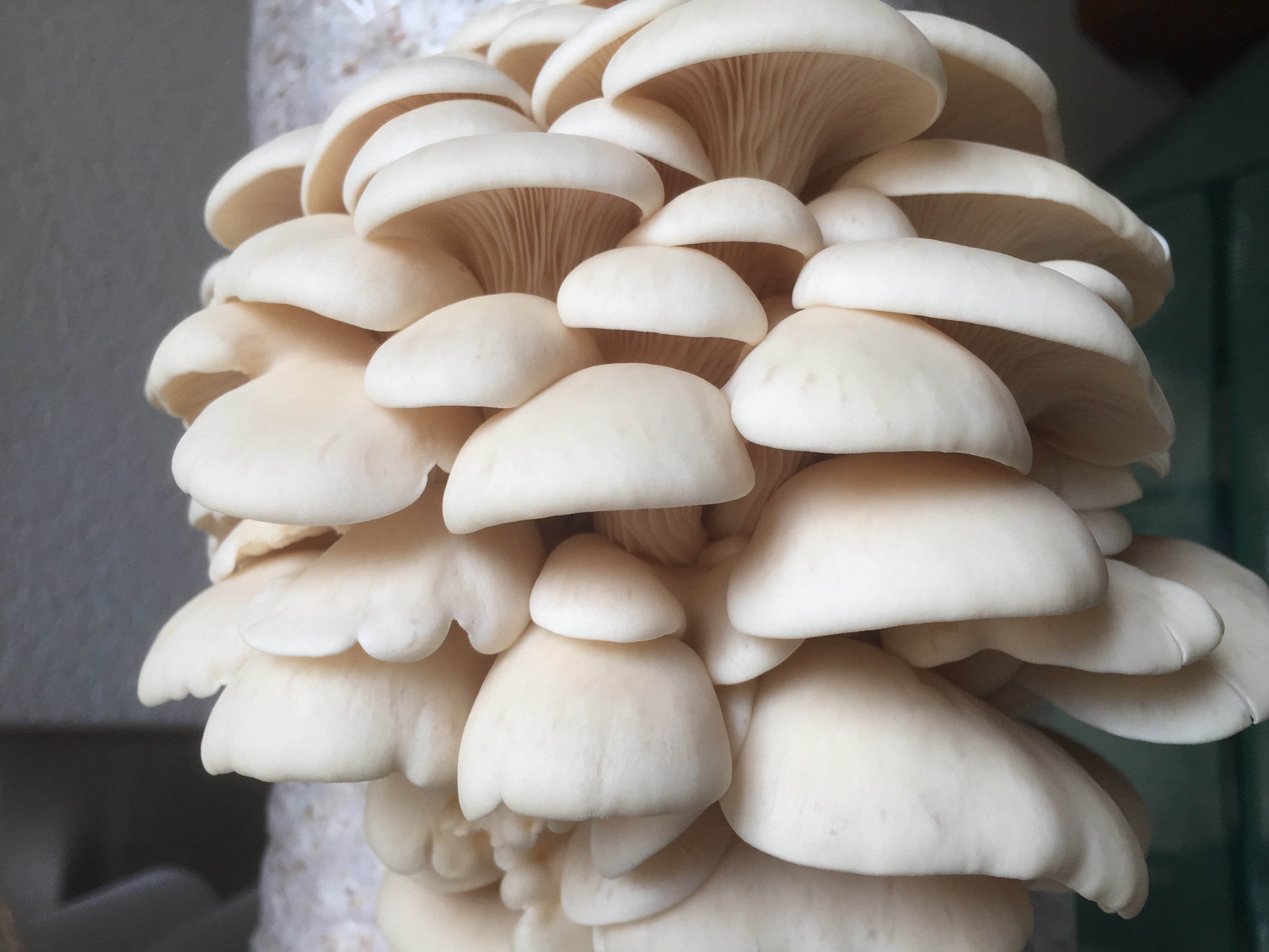 Mycélium de Pleurotes de l'Orme (Hypsizygus ulmarius)