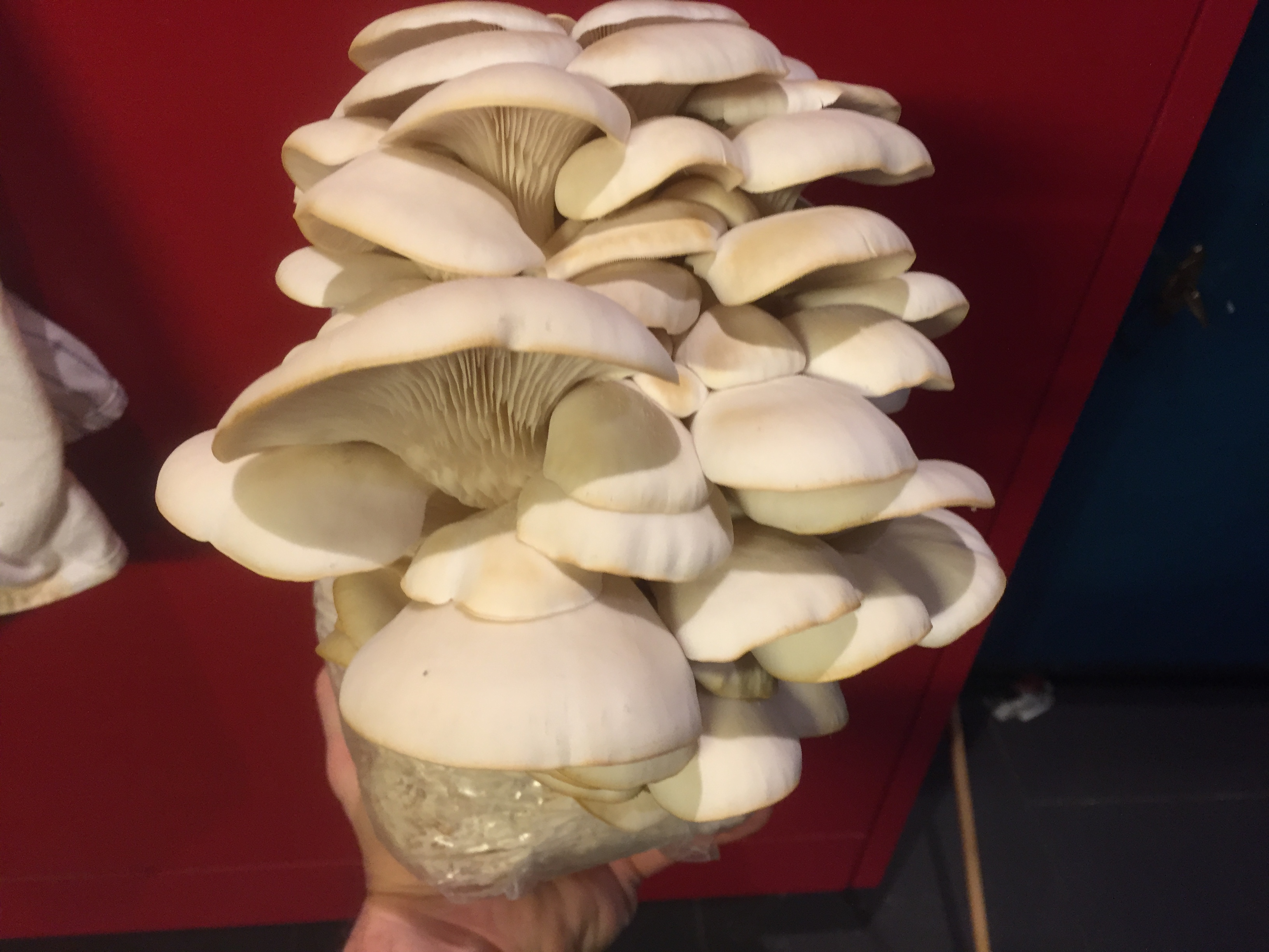 Mycélium de Pleurotes de l'Orme (Hypsizygus ulmarius)