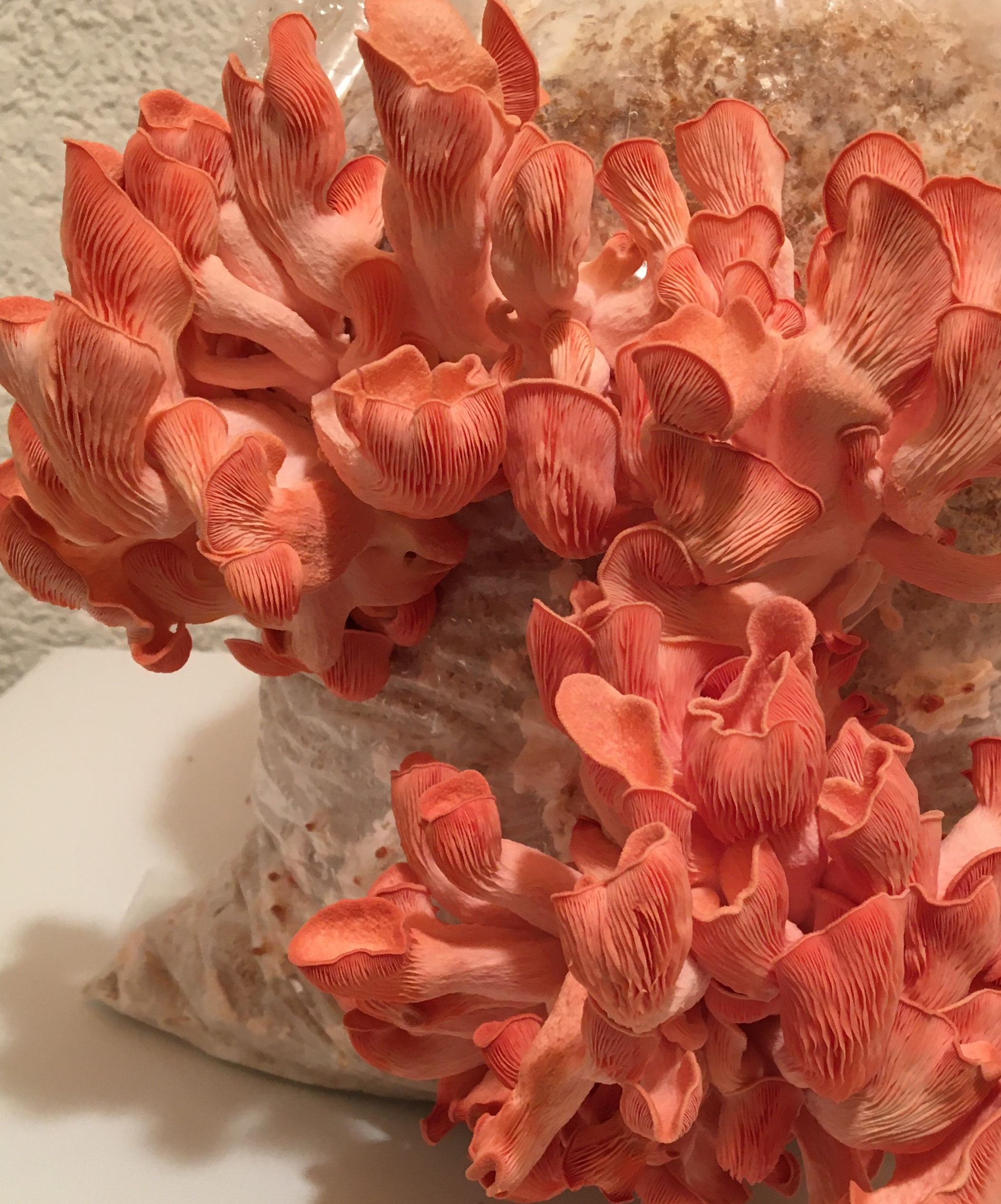 Mycélium de Pleurotes Roses (Pleurotus djamor)