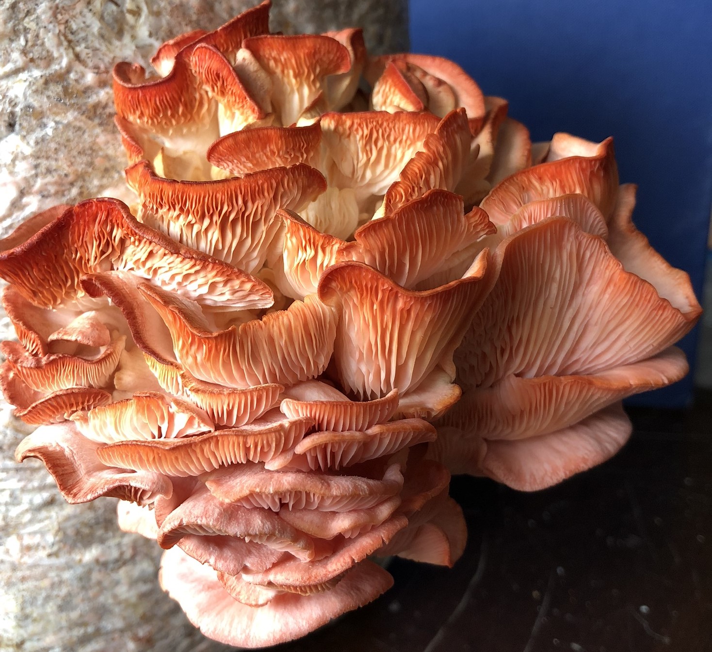 Mycélium de Pleurotes Roses (Pleurotus djamor)