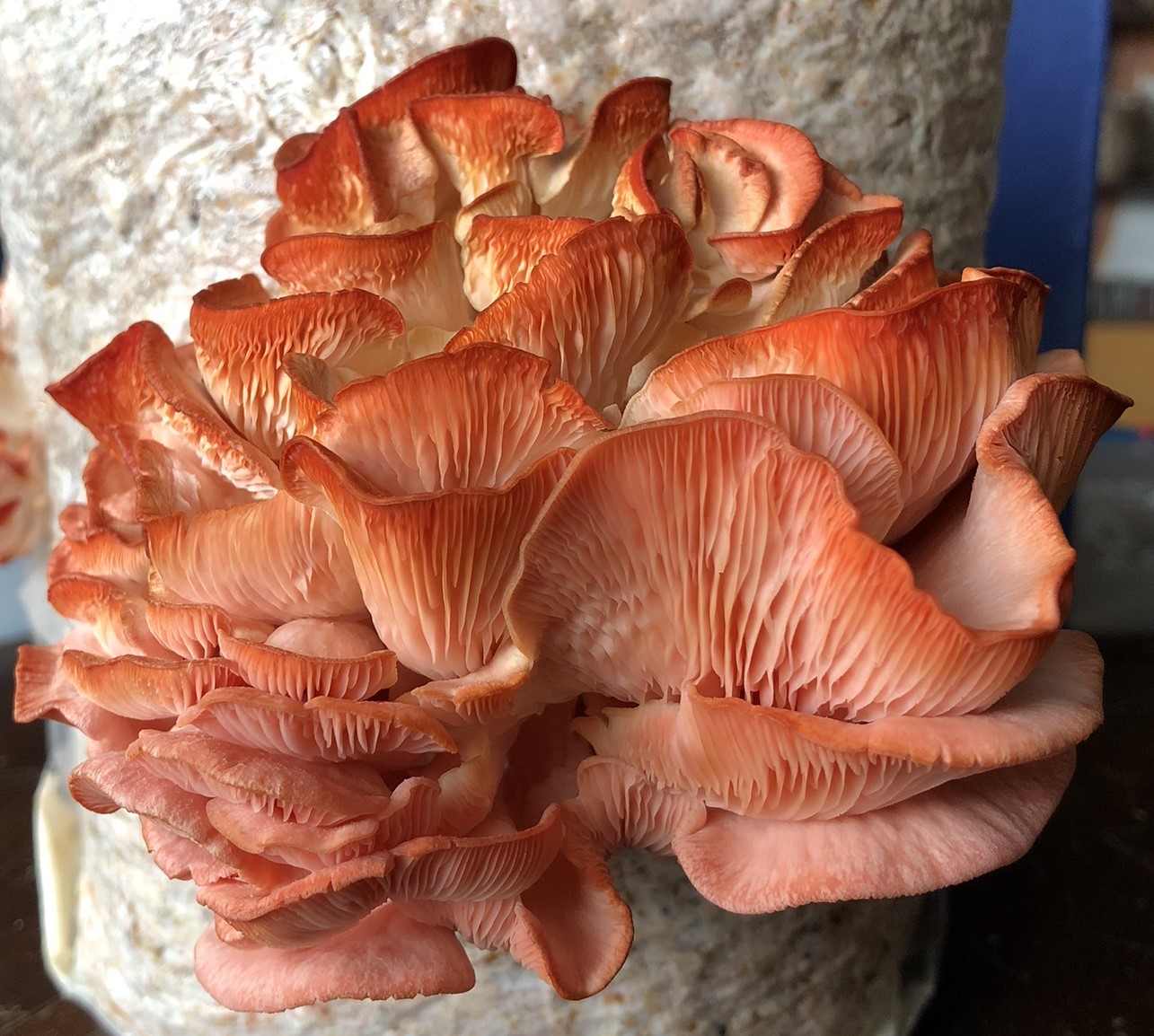 Mycélium de Pleurotes Roses (Pleurotus djamor)