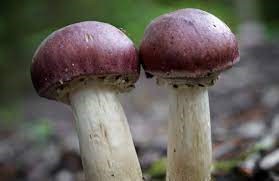 Mycélium de Strophaire Rouge-Vin (Stropharia rugoso-annulata)