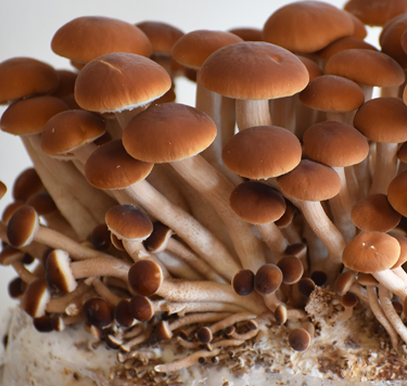 Mycelium de Pioppino (Cyclocybe aegerita)