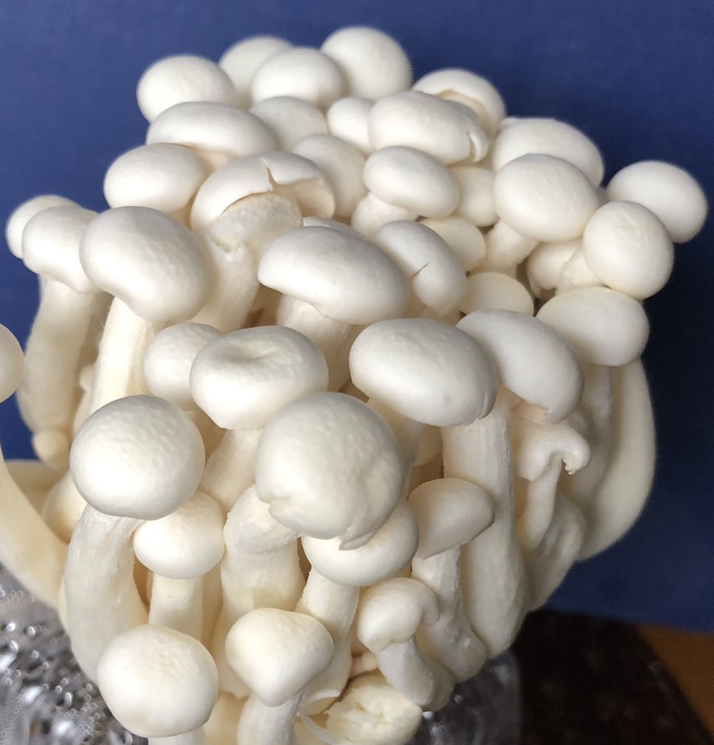 Mycélium de Shimeji blanc (Hypsizygus tessulatus)