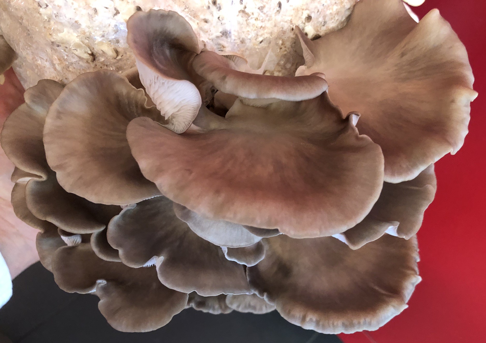Mycélium de Pleurote Estragon (Pleurotus ostreatus euosmus) 