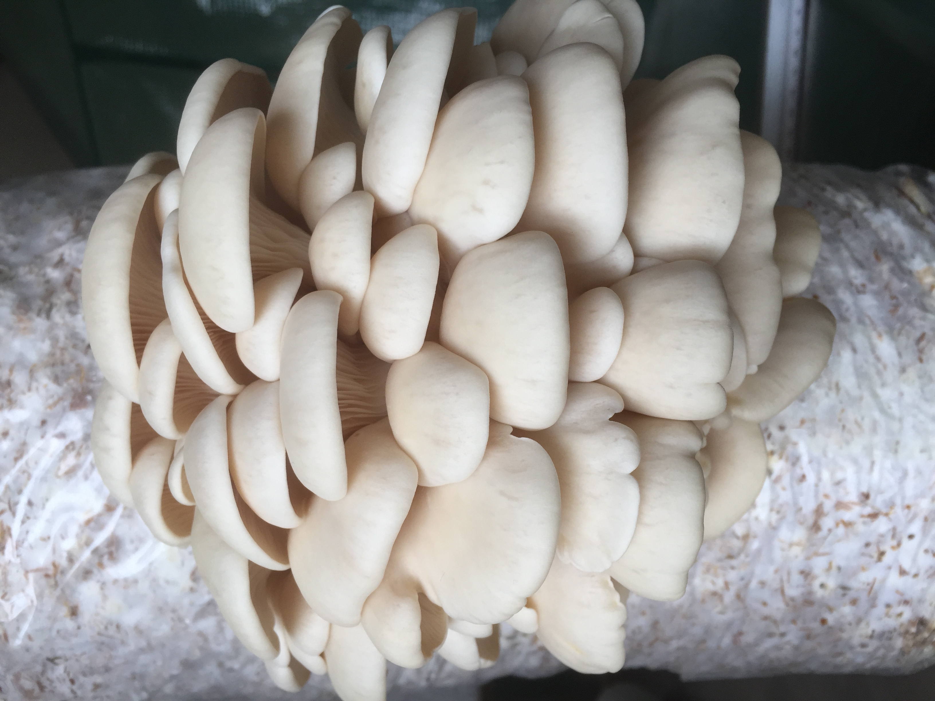 Mycélium de pleurotes de l'orme (Hysyzigus ulmarius)