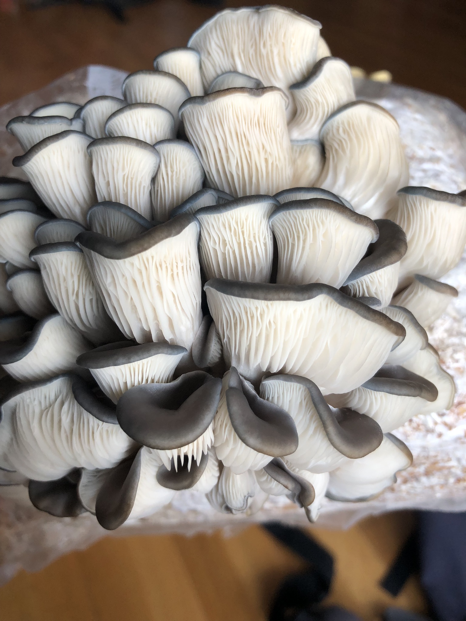 Mycélium de Pleurotes bleus (Pleurotus columbinus)