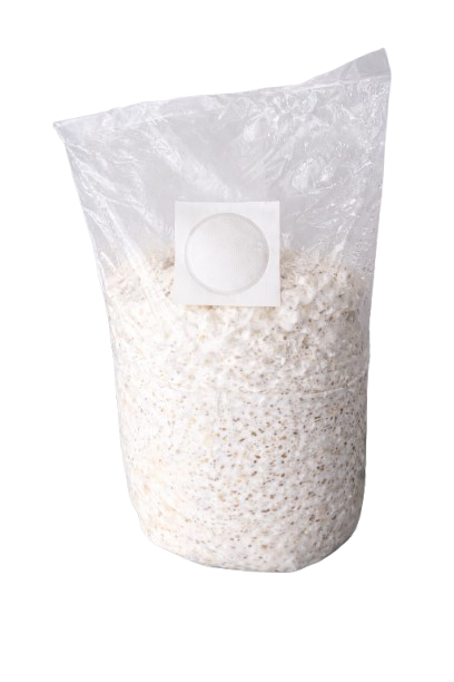Semences de Pleurotes bleus – mycélium sur grains – 1,5 kg
