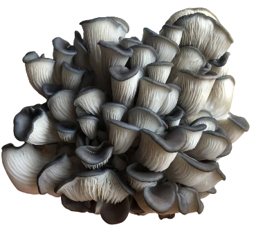 Semences de Pleurotes bleus – mycélium sur grains – 1,5 kg