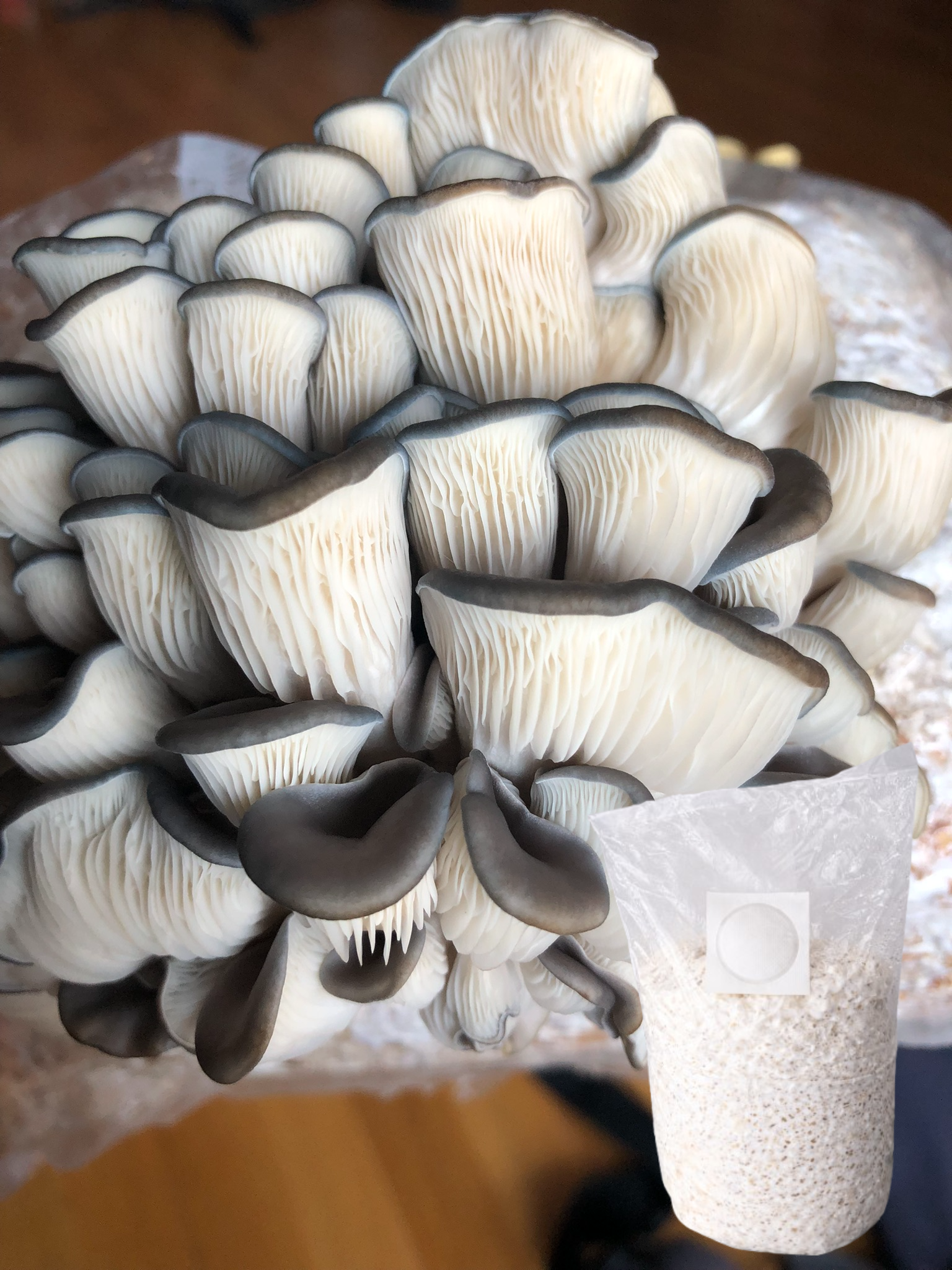 Semences de Pleurotes bleus – mycélium sur grains – 1,5 kg