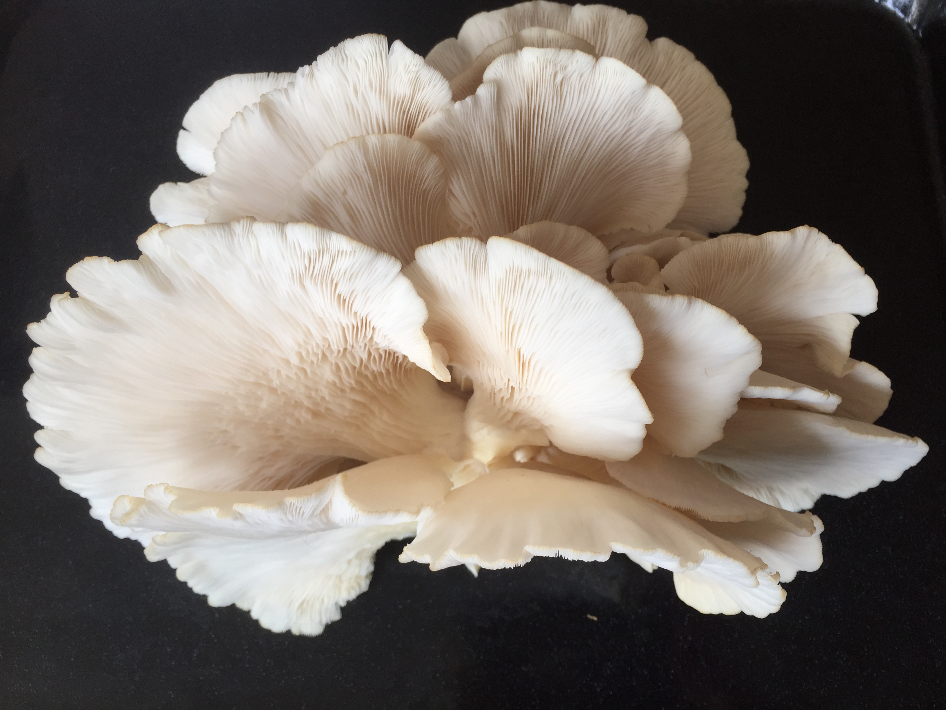 Mycélium de pleurotes de l'orme (Hysyzigus ulmarius)